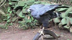 Buteogallus solitarius