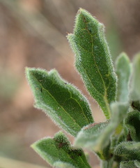 Dyschoriste burchellii