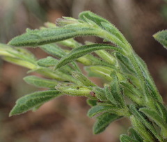 Dyschoriste burchellii