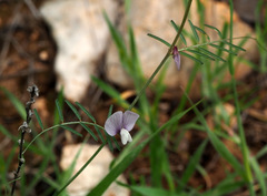 Vicia peregrina