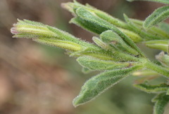 Dyschoriste burchellii