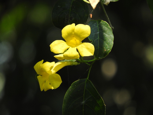 Anemopaegma chrysanthum (Anemopaegma chrysanthum)