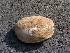 Kinosternon subrubrum subrubrum