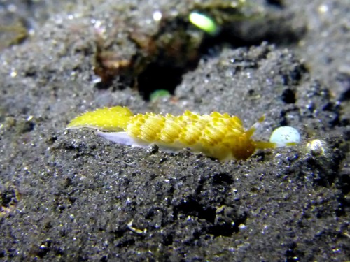 Tenellia yamasui — seen at this dive site