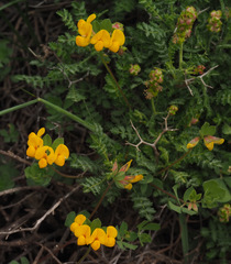 Lotus longisiliquosus