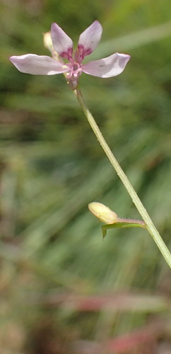 Cleome conrathii (Cleome conrathii)