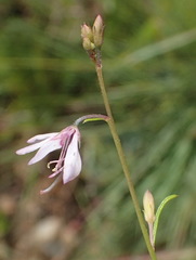 Cleome conrathii