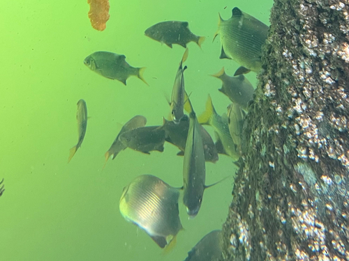 Embiotoca lateralis