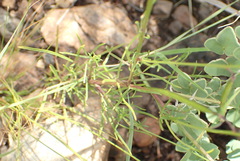 Cleome conrathii
