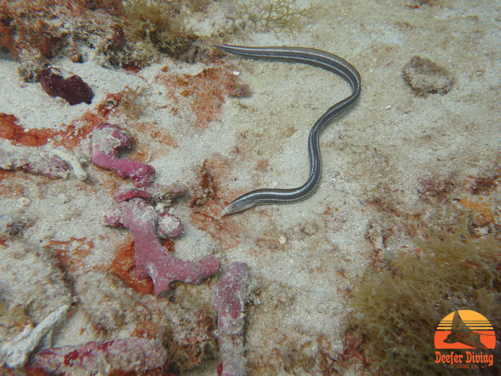 Twostripe Snake Eel