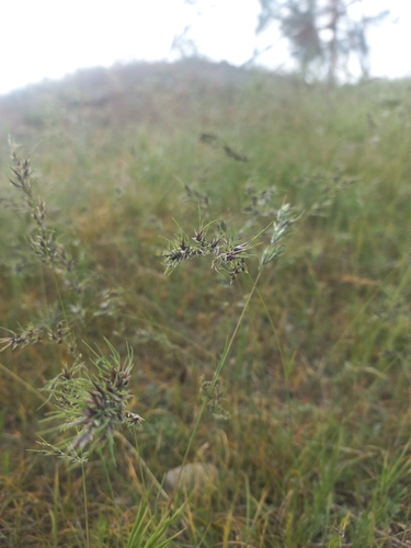 Bulbous Bluegrass