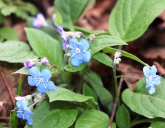 Omphalodes verna