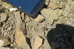 Maihueniopsis