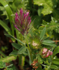 Trifolium dasyurum