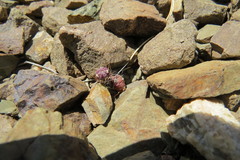 Maihueniopsis