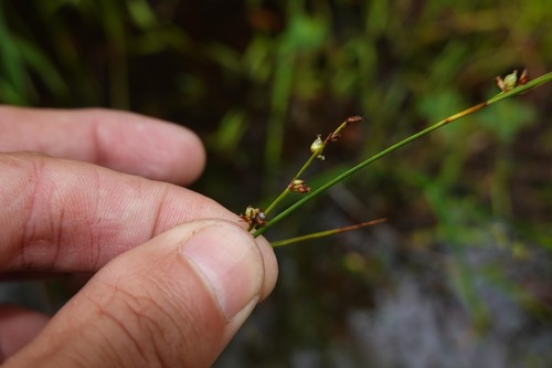 Scleria microcarpa, 2026-04-24