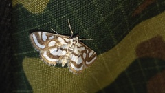 Nymphula nitidulata