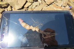 Maihueniopsis