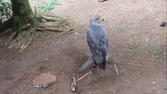 Buteogallus solitarius