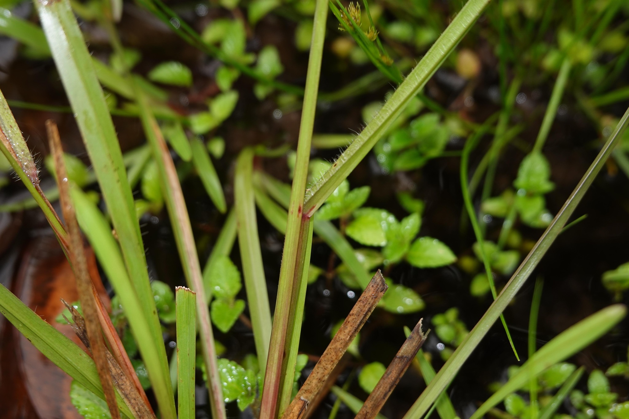 Imagem de Axonopus purpusii