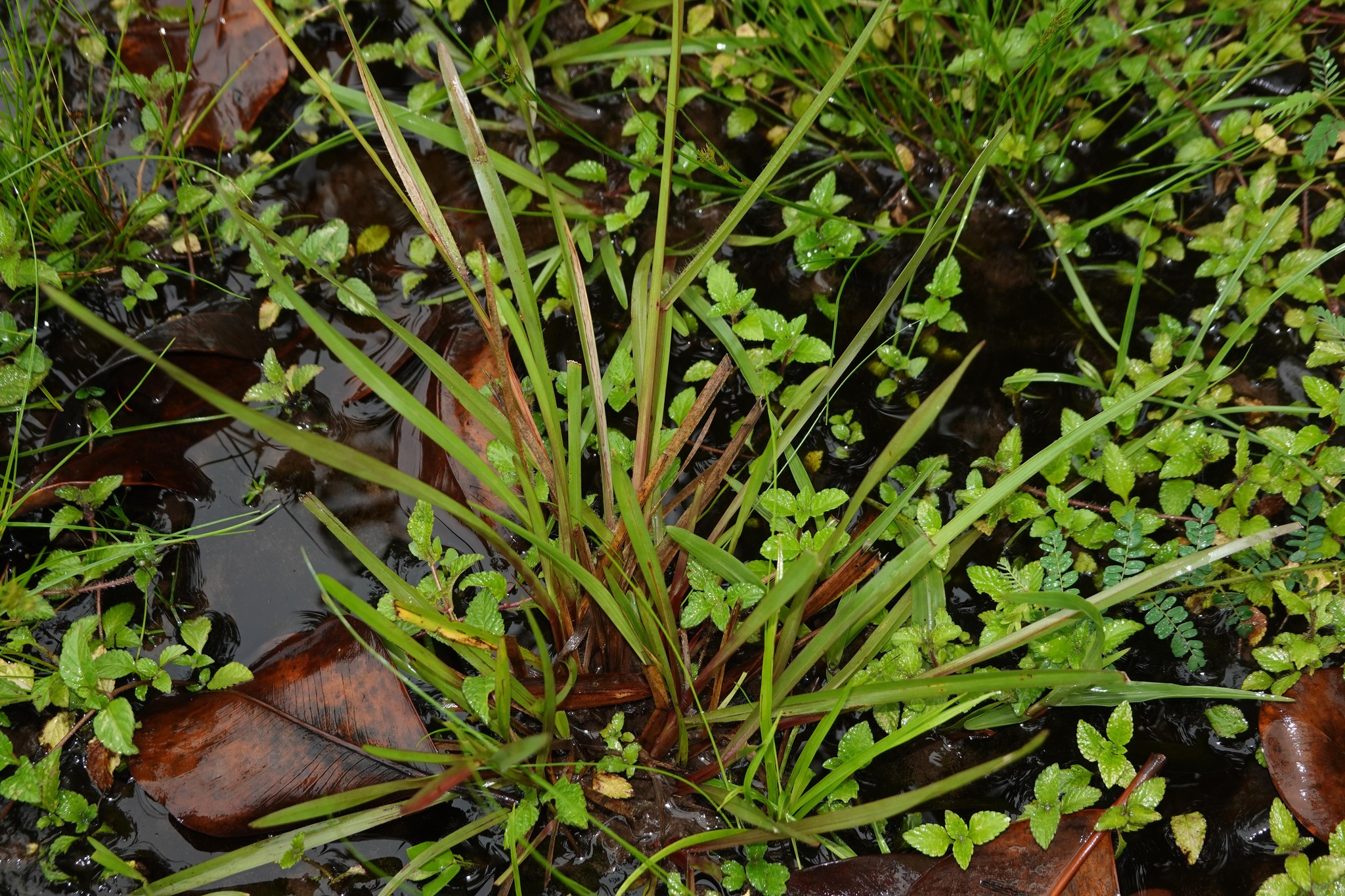 Imagem de Axonopus purpusii