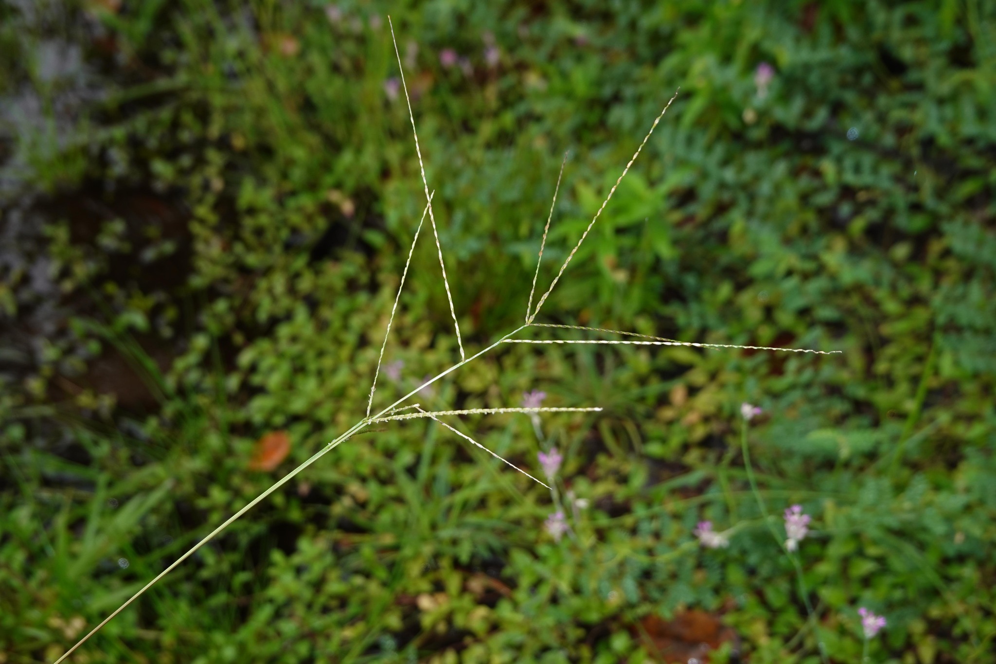 Imagem de Axonopus purpusii