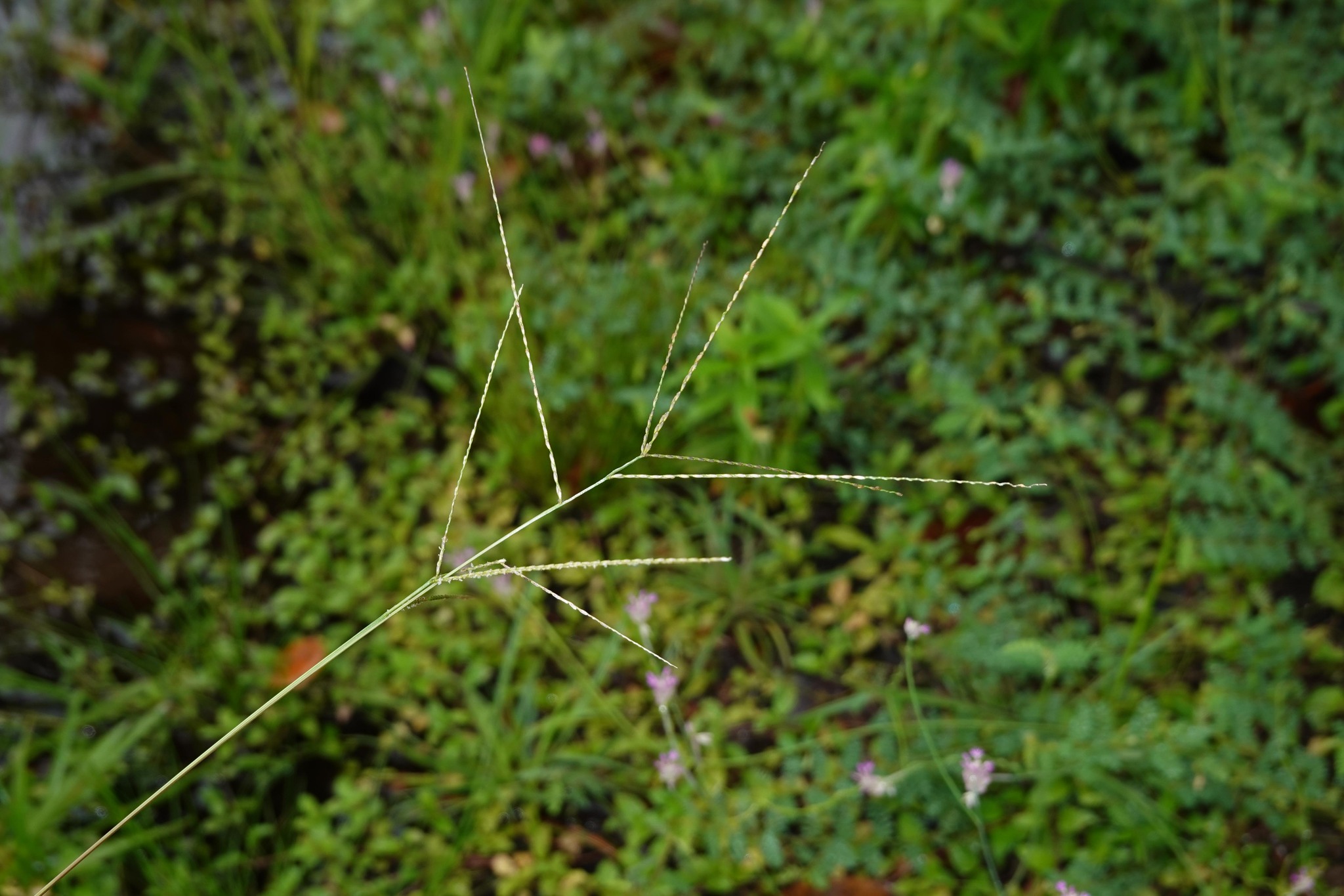 Imagem de Axonopus purpusii