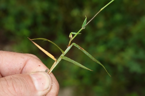 Digitaria fuscescens observed 2026-04-24