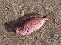 Priacanthidae