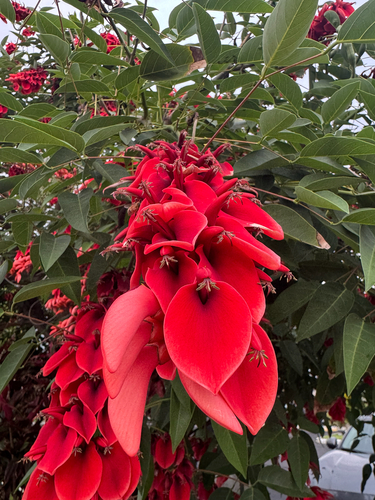 Erythrina crista-galli observed 2026-05-01