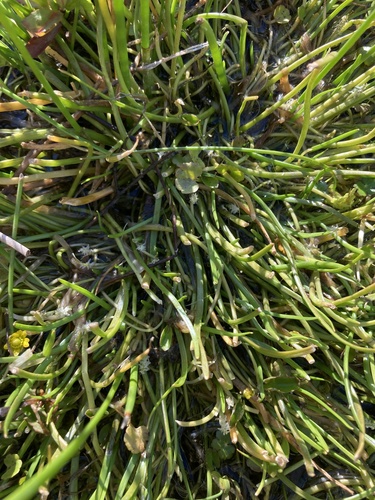 Triglochin scilloides, photograph 3