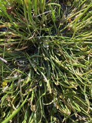 Triglochin scilloides, photograph (c) Adam J. Searcy, some rights reserved (CC BY)