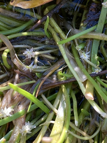 Triglochin scilloides, photograph 4