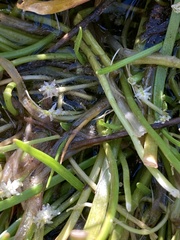 Triglochin scilloides, photograph (c) Adam J. Searcy, some rights reserved (CC BY)
