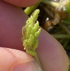 Triglochin scilloides, photograph (c) Adam J. Searcy, some rights reserved (CC BY)