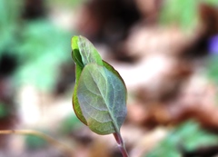 Lonicera caprifolium