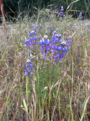 Lupinus nanus, photograph 6