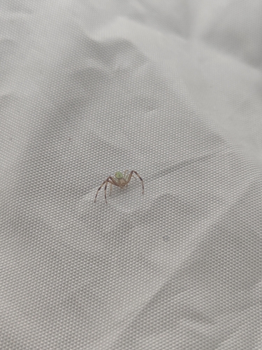 Triangle Crab Spider
