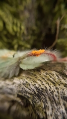 Phragmidium fragariae