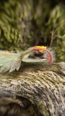 Phragmidium fragariae