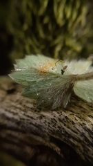 Phragmidium fragariae