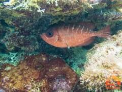 Heteropriacanthus cruentatus