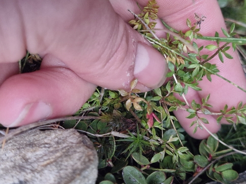 Ranunculus gracilipes, photograph 4
