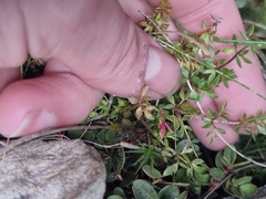 Ranunculus gracilipes, photograph (c) Irisa Hudson, some rights reserved (CC BY)