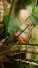 Phragmidium fragariae