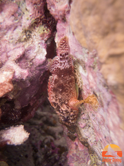 Reef Scorpionfish photo 3