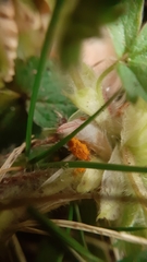 Phragmidium fragariae