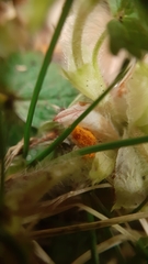 Phragmidium fragariae