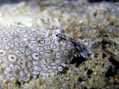 Pardachirus pavoninus