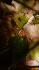 Phragmidium fragariae